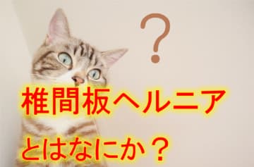 椎間板ヘルニアとはなにか？